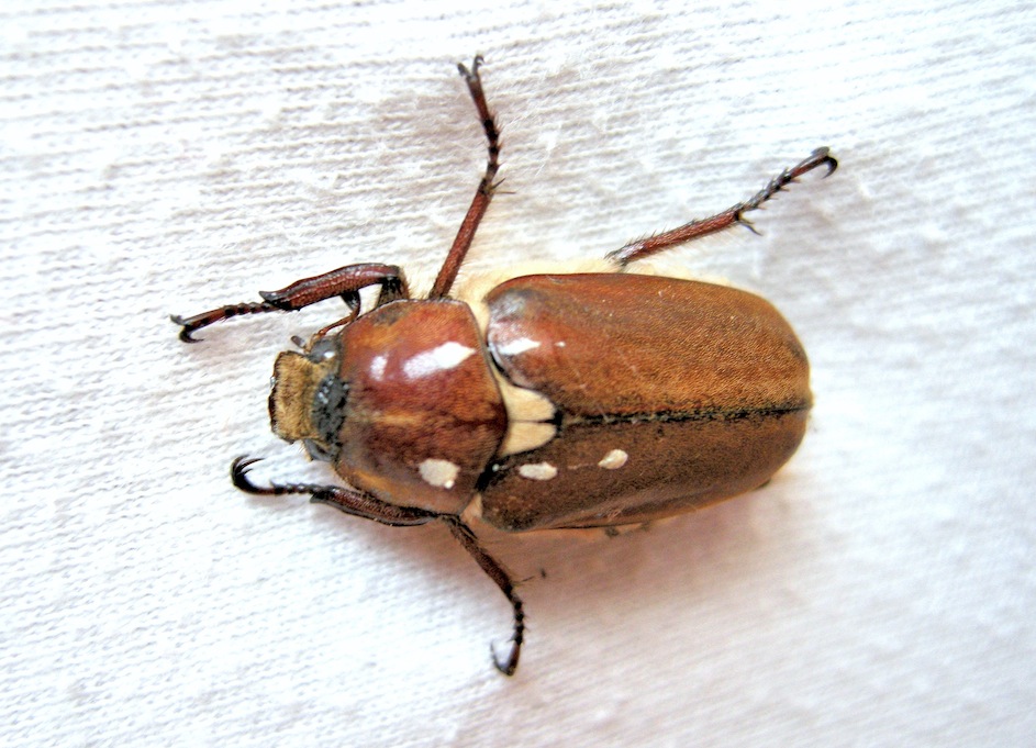 Melolonthidae - Anoxia cf. villosa